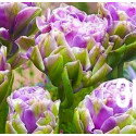 Тюльпан многоцветковый "Вайолет Прана" (Violet Prana) 3шт в упаковке (размер 12\+)
